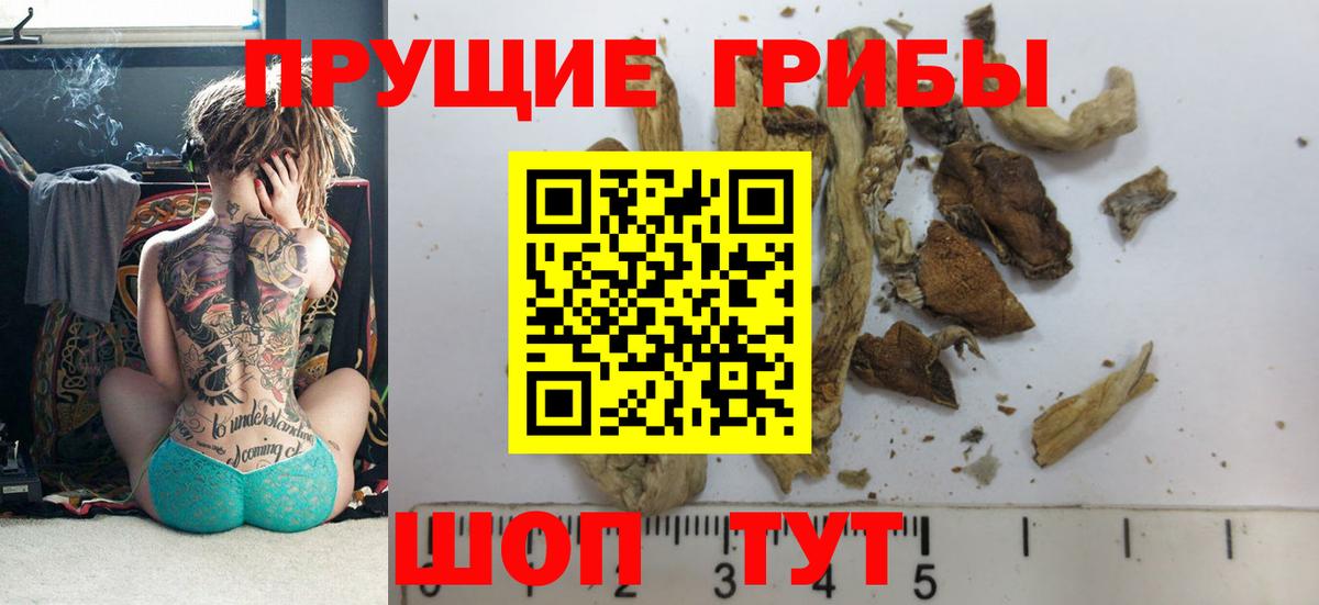 Псилоцибиновые грибы Cubensis Торжок